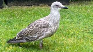 A young gull standing in a garden