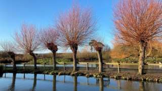 Trees reflected in water at Slimbridge Wetlands Centre in Gloucestershire