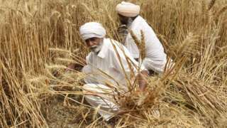 Farmers harvest wheat crop on the outskirts of Amritsar, India.