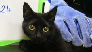 Cat rescued from house