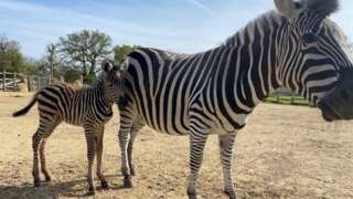 Zebra foal and mother