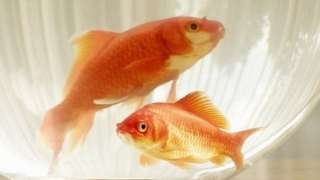 Goldfish in a bowl