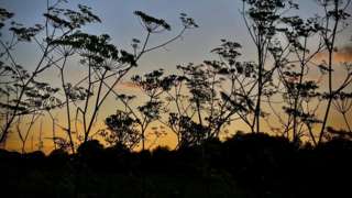 A silhouette of plants with a sunset in the background