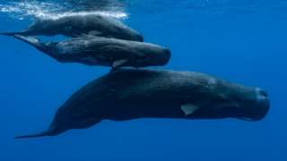 Whales and two babies swim underwater