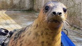 seal at RSPCA East Winch
