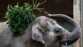 An Asian elephant plays with a Christmas tree in an enclosure at the Berlin Zoological Garden in Berlin, Germany, 29 December 202
