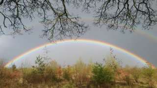 A rainbow over trees