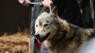 Wolf captured