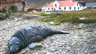 An elephant seal pup in front of the South Georgia Museum in Gryvitken