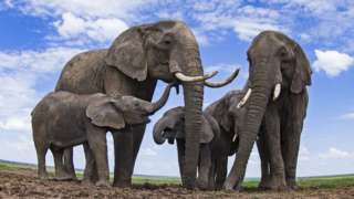 African elephants (c) SPL