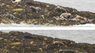 Photos of the seals on the rock before and after the drone flew over