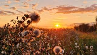 Sunset over a field of wild flowers