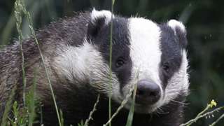 Badger