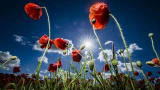 Poppies in a field