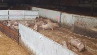 Pigs in floodwater at Keldholme Piggery