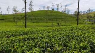 மலையகத்தை முடக்கிய பெருந்தோட்ட தொழிலாளர் போராட்டம்