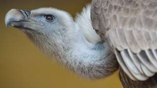 Eurasion griffon vulture