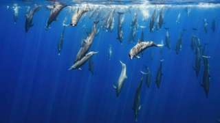 A pod of Spinner Dolphins dives back into the beautifully lit waters of the Pacific Ocean
