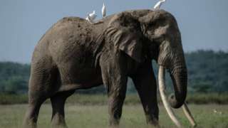 Animals including elephants are hunted for trophies to be displayed in the UK