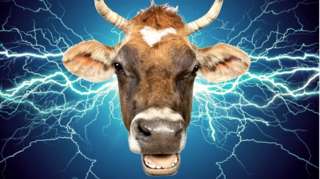 Jersey Cow electricity