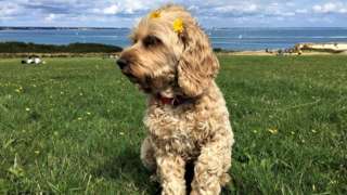 Myg the dog on Old Harry Rocks in Dorset