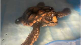 A photo of the turtle