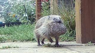 Still from a video of a hedgehog carrying a baby hoglet in its mouth