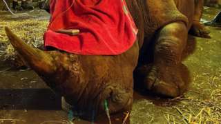 A rhino anaesthetised with a red blanket over its eyes