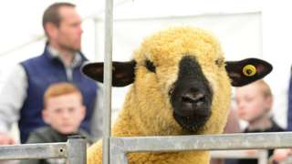 A sheep peers over the gate at Balmoral Show 2019