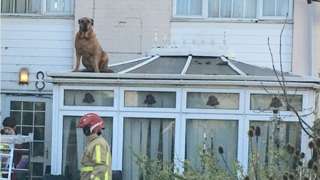 The dog on the roof