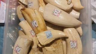 The sperm whale teeth with prices and weights