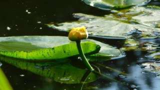 A Nymphaeaceae (water lily)