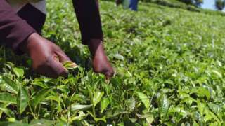 Tea picker