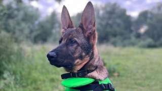 PD Arnie, a German Shepherd/Malinois cross