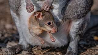 Baby kangaroo at Chester Zoo