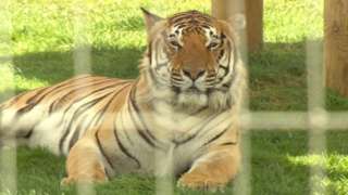Tiger owned by Andrew Riddle