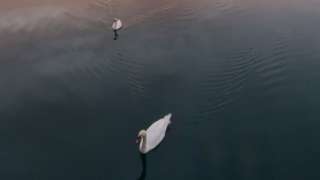 Swans swimming in Torquay Marina, Devon