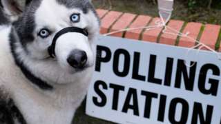 Dog outside polling station
