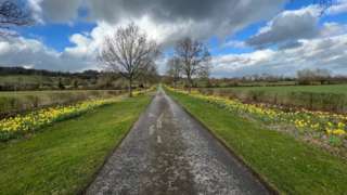 Daffodils lining a path