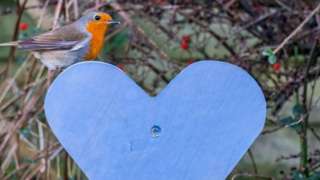 Robin on a blue heart