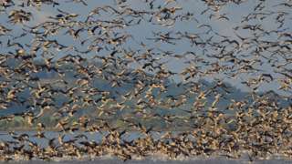 Pink footed geese take off