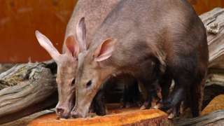 Two aardvarks