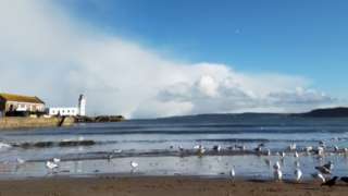 Lots of gulls on Scarborough's South Bay beach