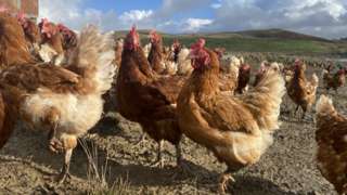Chickens