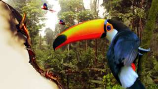 Birds in the Amazon