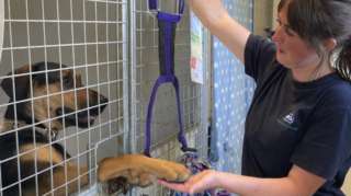 Leah Beales holding the paw of a dog at an animal centre in Braintree, Essex