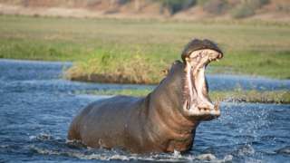 A hippo in a river
