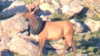 A bull elk with a car tyre around its neck in the US state of Colorado