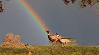 Pheasants at Blenheim Palace following a little rain shower