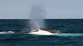 An Australian white humpback whale named Migaloo is seen off the coast of Byron Bay, Australia